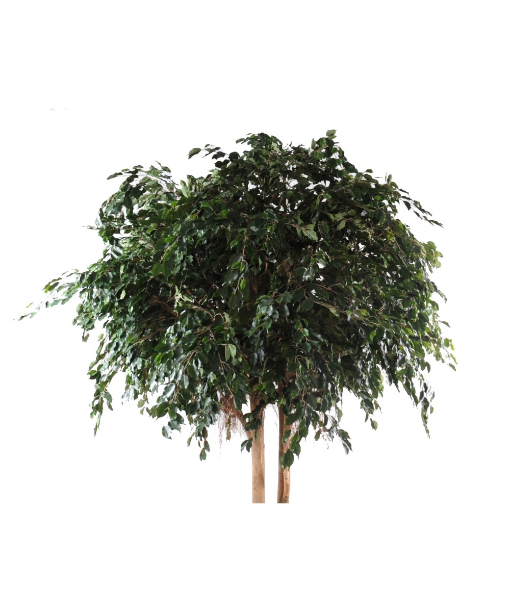 Artificial Ficus EXOTICA GIANT