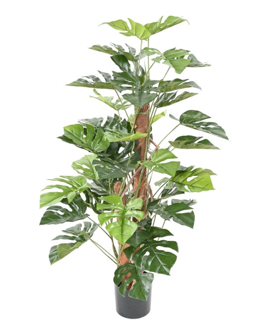 Kunstfilodendron MONSTERA KOOKOSPÕLVAL