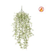 Sutera cordata Hanging Bush 85 UV/FR – UV Resistant / Fire Resistant