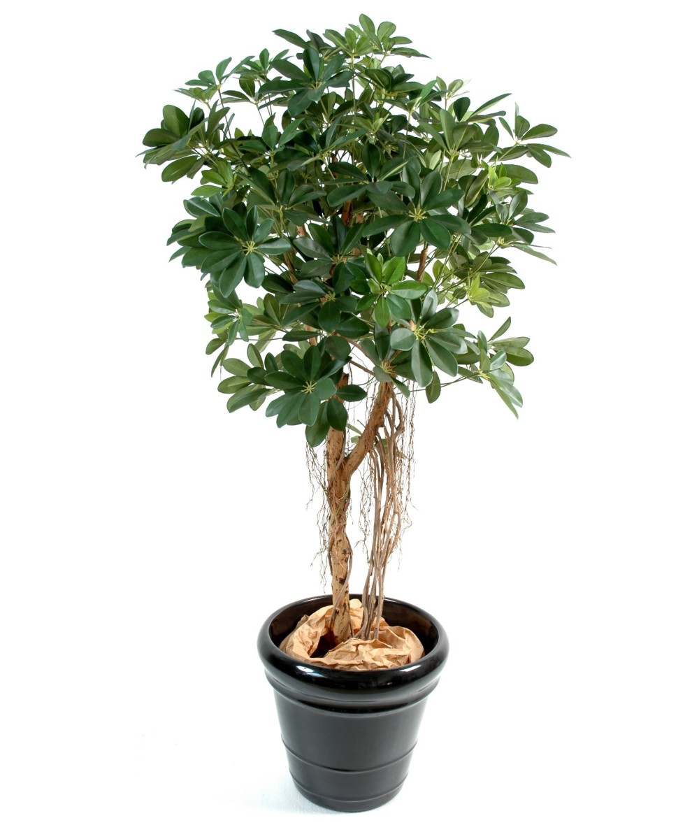 Kunstlik Schefflera beebipuu