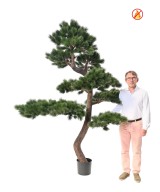 Artificial Scots pine 250 FR – Fire Resistant