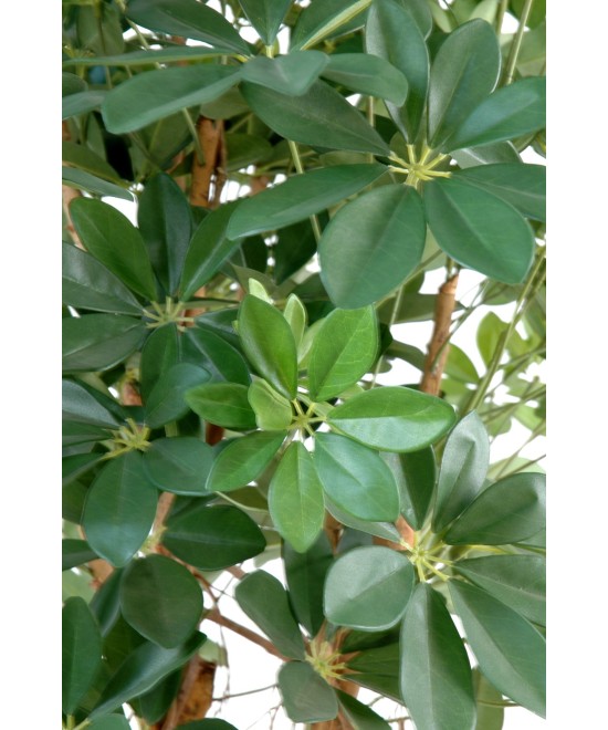 Kunstlik Schefflera beebipuu