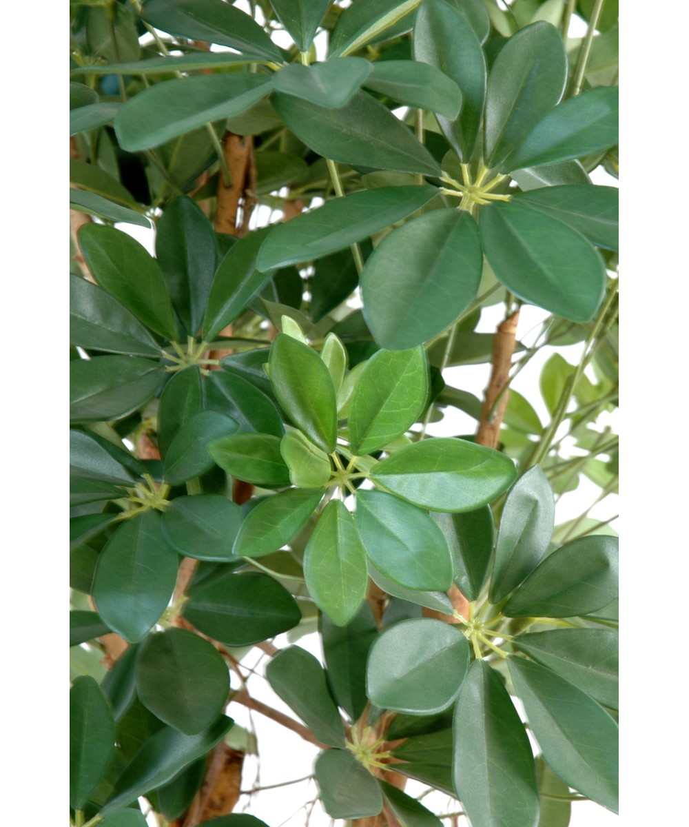 Kunstlik Schefflera beebipuu