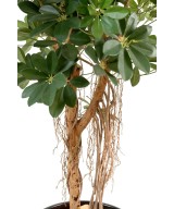 Kunstlik Schefflera beebipuu