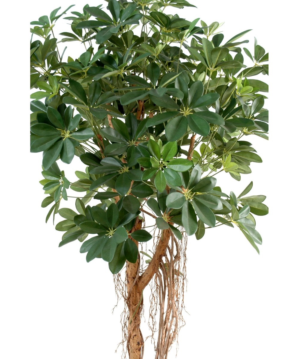 Kunstlik Schefflera beebipuu