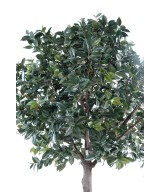 Artificial fruit tree PLATE (camellia japonica tree)