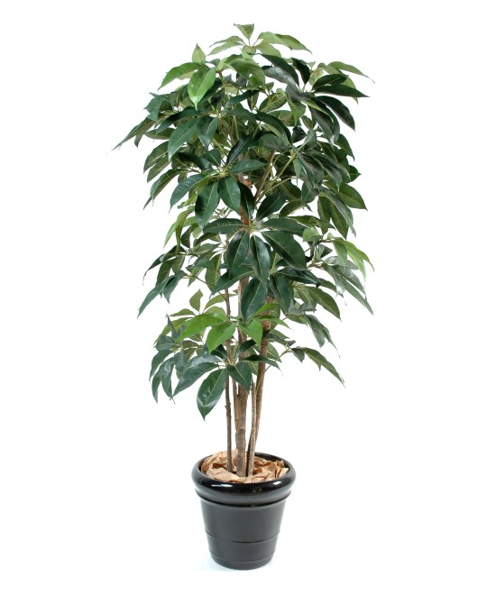 Kunstlik Schefflera AMATE