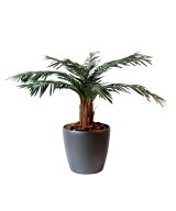 Kunsttsükaad palm