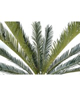 Kunsttsükaad hiiglaslik *15