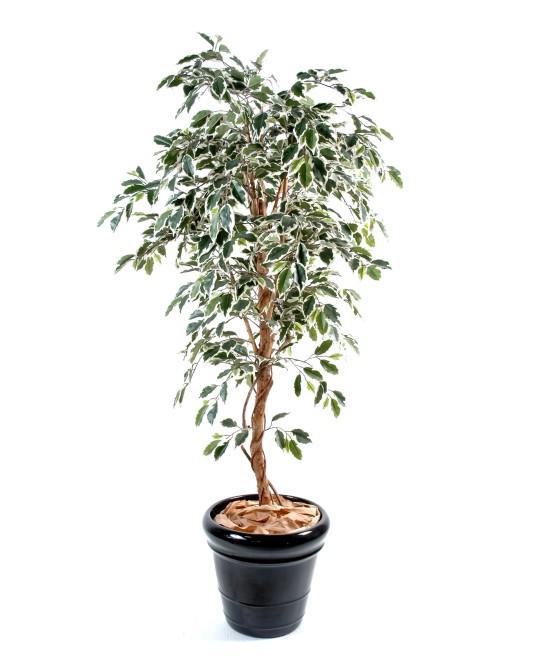 Artificial Ficus SINGLE TRUNK LL