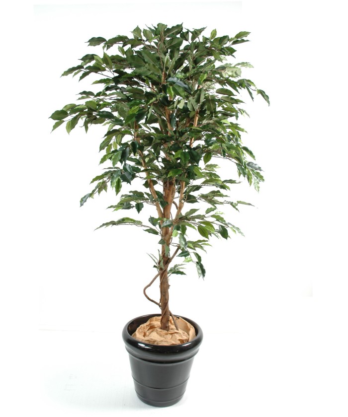 Artificial Ficus SINGLE TRUNK LL