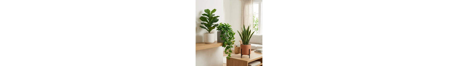 Mid-range plants